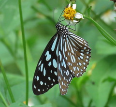 Tirumala limniace limniace
