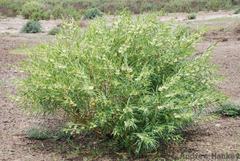 Gomphocarpus fruticosus