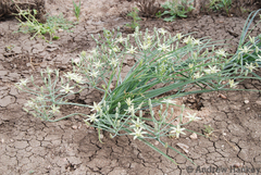 Albuca seineri