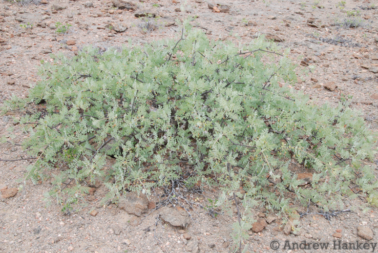 Commiphora wildii, Tombua, Angola