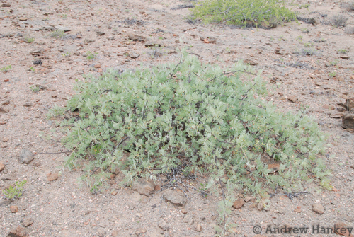 Commiphora wildii