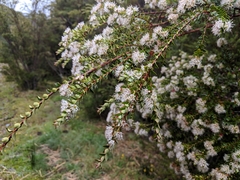 Metrosideros stipularis