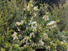 Metrosideros stipularis