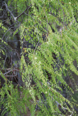 Commiphora multijuga