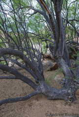 Commiphora multijuga