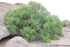 Commiphora multijuga