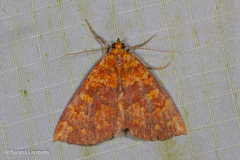Singara diversalis