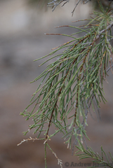 Tamarix usneoides