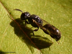 Crossocerus