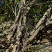 River Gum - Photo (c) Russell Cumming, some rights reserved (CC BY-NC), uploaded by Russell Cumming