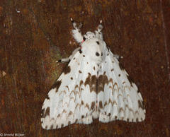 Lymantria brunneiplaga