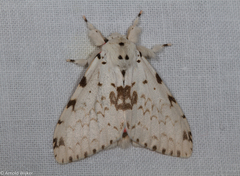 Lymantria brunneiplaga