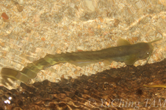 Pterocryptis anomala