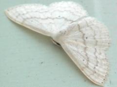 Idaea trisetata
