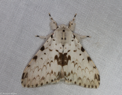 Lymantria brunneiplaga