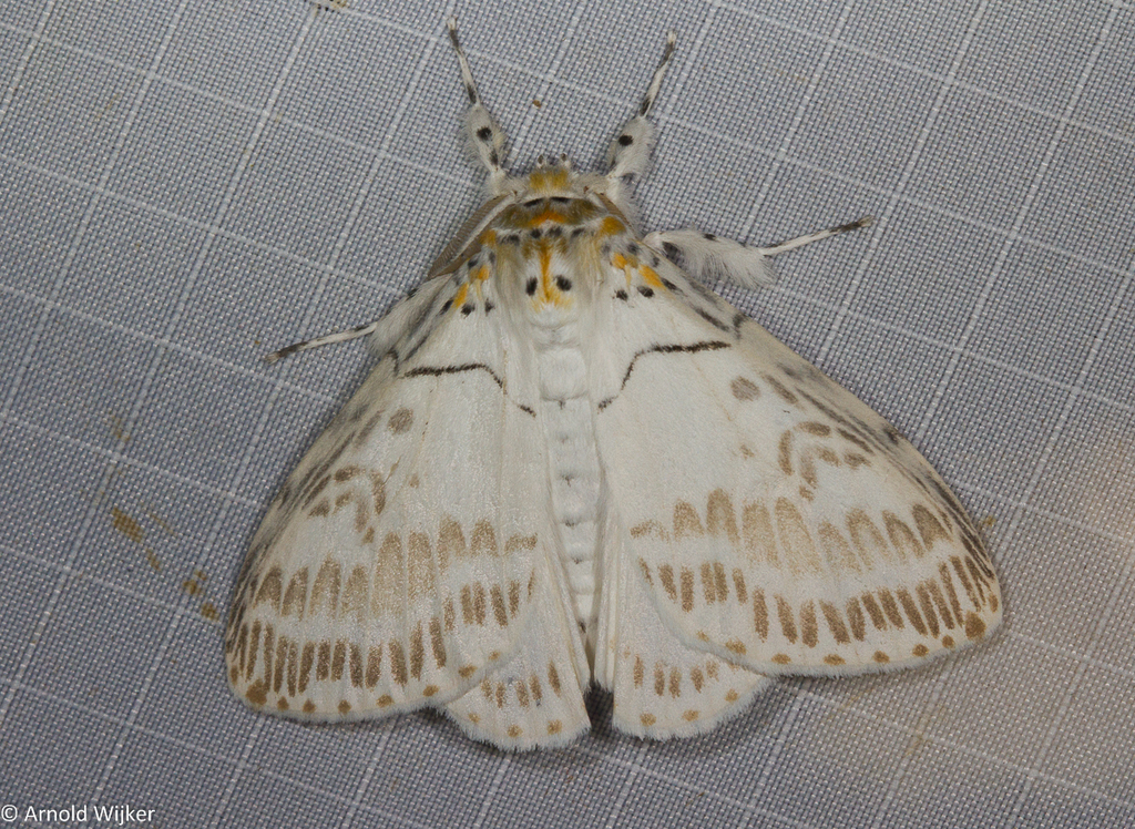 Psilochira amydra