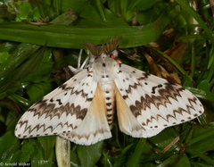 Lymantria brotea