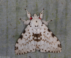 Lymantria brunneiplaga