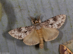 Lymantria subrosea