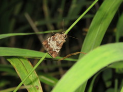 Omphalestra mesoglauca