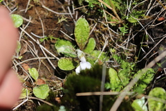 Mazus radicans