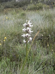 Prasophyllum suttonii