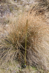 Chionochloa rubra