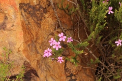 Acmadenia sheilae