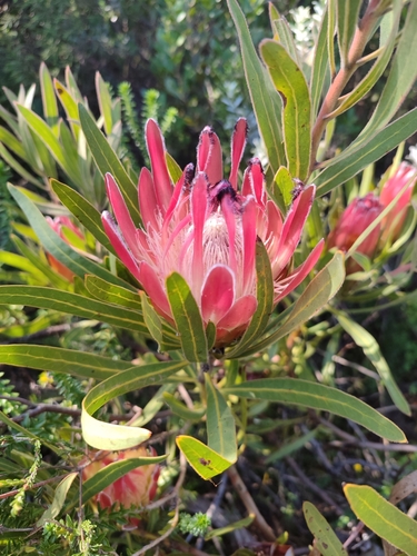 Image of Protea burchellii by (c) Enrica Van Rensburg, some rights reserved (CC BY)
