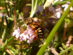 Rhodanthidium septemdentatum