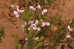 Polygala microlopha microlopha