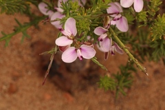 Polygala microlopha microlopha