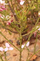 Polygala microlopha microlopha