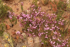 Polygala microlopha microlopha