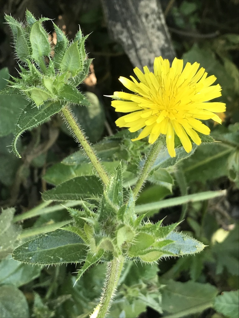 Helminthotheca echioides — a medium houseplant, prefers full sun light