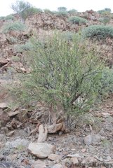 Sesamothamnus benguellensis