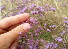 Limonium platyphyllum