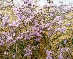 Limonium platyphyllum