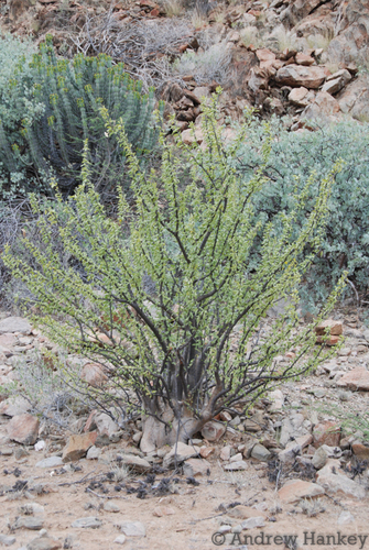 Benguella Sesamebush (Sesamothamnus benguellensis)