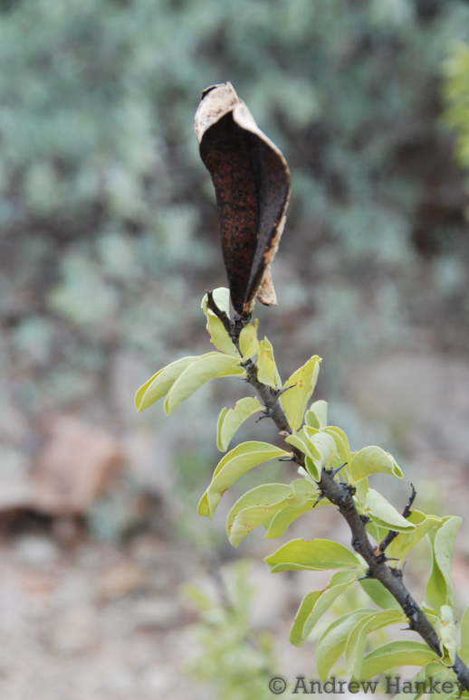 Benguella Sesamebush