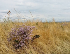 Limonium platyphyllum