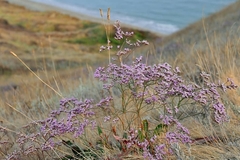 Limonium platyphyllum