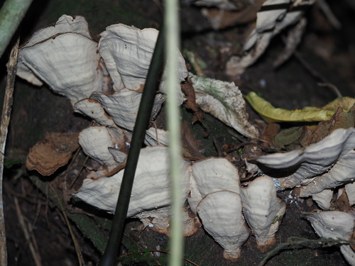 Thelephora versicolor image