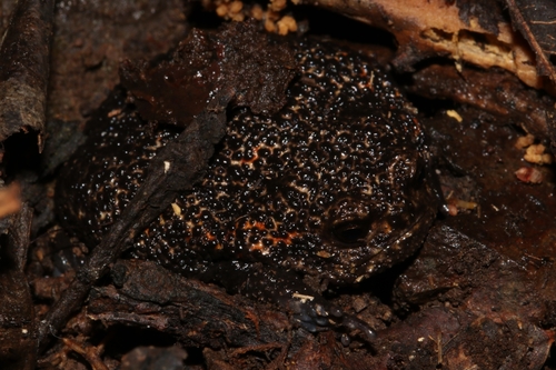 Cape Short-headed Frog, Breviceps acutirostris