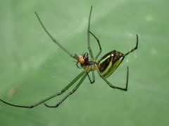 Leucauge blanda