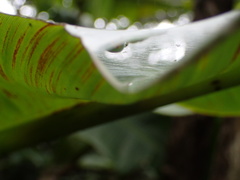 Aoaraneus pentagrammicus