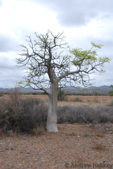 Moringa ovalifolia