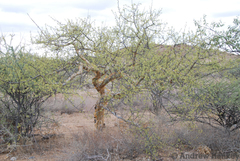 Commiphora angolensis
