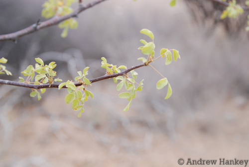 Commiphora angolensis