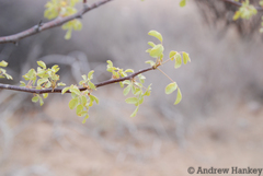 Commiphora angolensis
